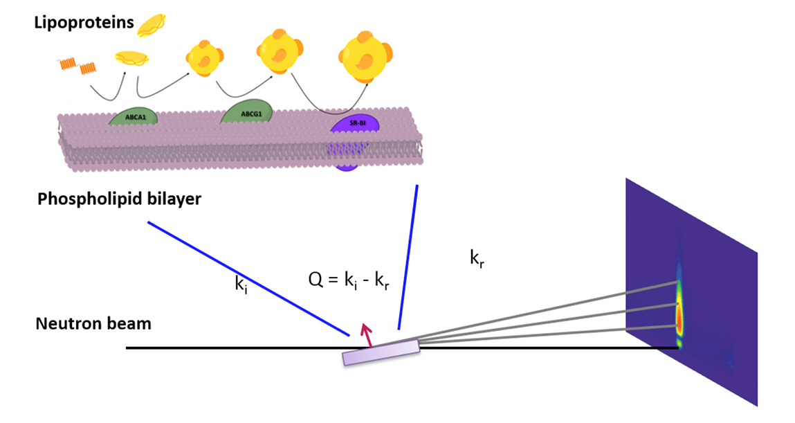 Experimental set-up